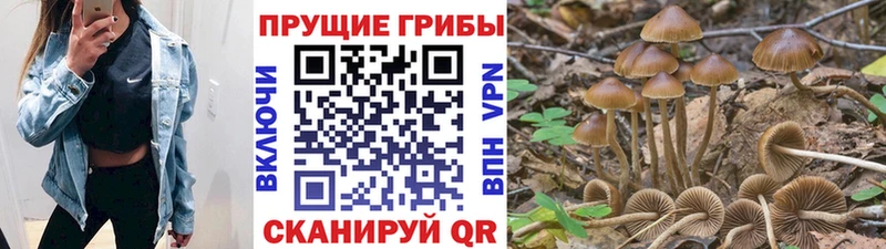 Купить закладки  Шимановск  Галлюциногенные грибы Psilocybe 